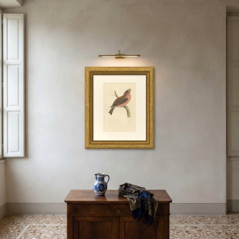 Parrot Crossbill on a Broken Branch, Antique Bird Print, Morris, 1896, shown framed on a wall
