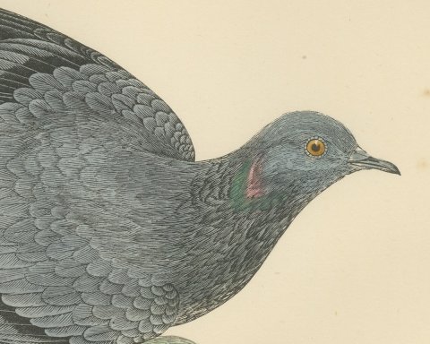 Rock Dove Crouching on a Rocky Ledge, Hand Colored Pigeon Print, Morris, 1896, close-up 1
