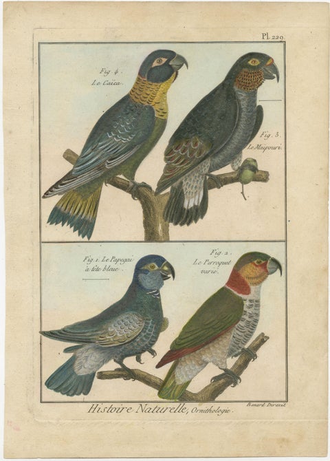 Original, Richly Hand-Colored, Rare Copper Engraving of 4 Parrots '1792', view 2