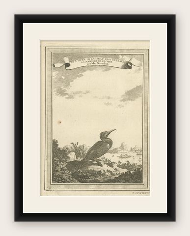 Antique Bird Print of a Chinese Cormorant on a Rocky Shoreline, shown framed