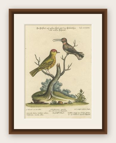 Red-Headed Yellow-Bodied Bird and White-Tailed Hummingbird: Hand-Coloured, 1773, shown framed