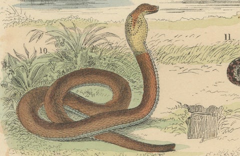 Snakes Print: Boa, Python, Viper, Coral Snake, Antique 1867, close-up 2