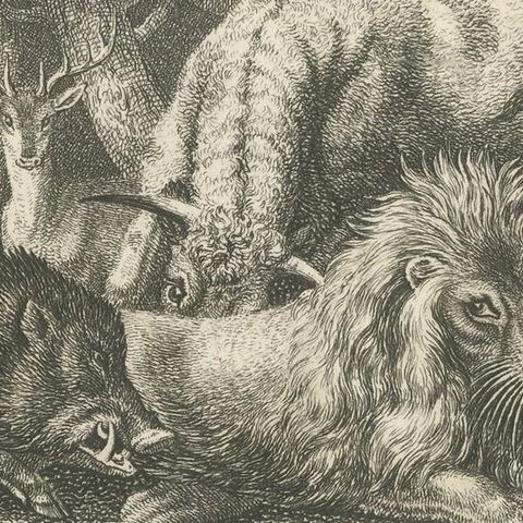 Original Antique Print of Old Lion Insulted, close-up 2