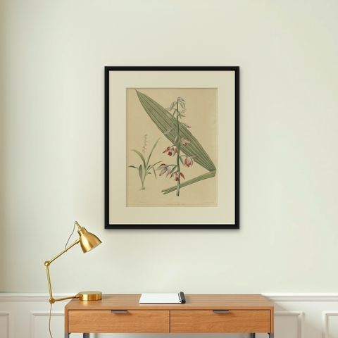 Large Masterpiece of Botanical Illustration from the Dutch East Indies, 1854, shown framed on a wall