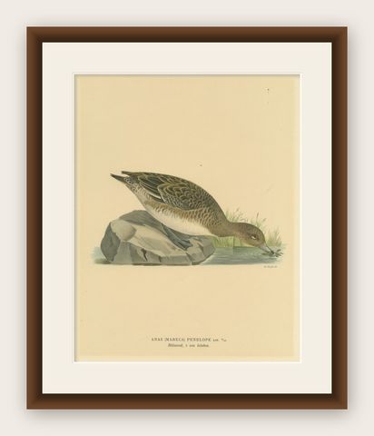 Autumn Repose: Old Bird Print of The Eurasian Wigeon by Magnus von Wright, 1929, shown framed