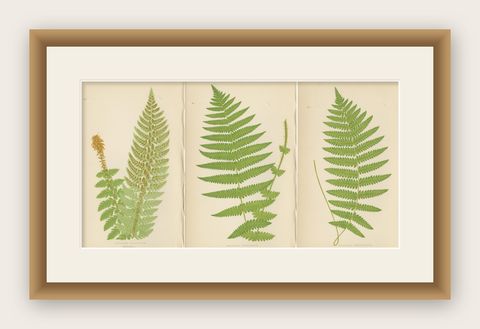 Antique Hand-Colored Fern Prints - Aspidium Aculeatum, Oreopteris & Thelypteris, shown framed