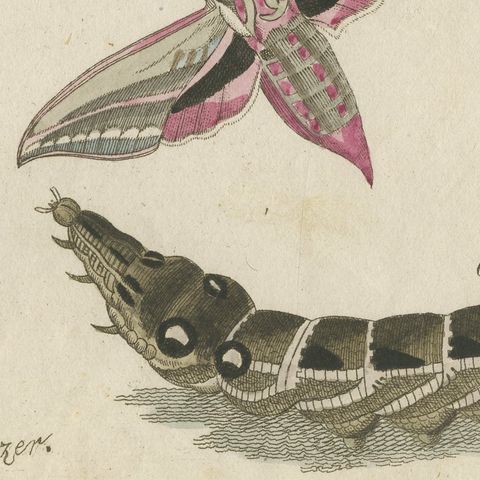 Elephant Hawk Moth and Hawk Moth Caterpillars, Antique Bertuch Print, circa 1805, close-up 3