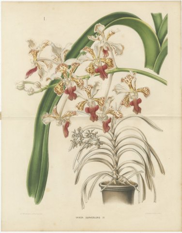 Vanda Suaveolens Orchid in a Pot, Chromolithograph Plate I, 1859, view 2