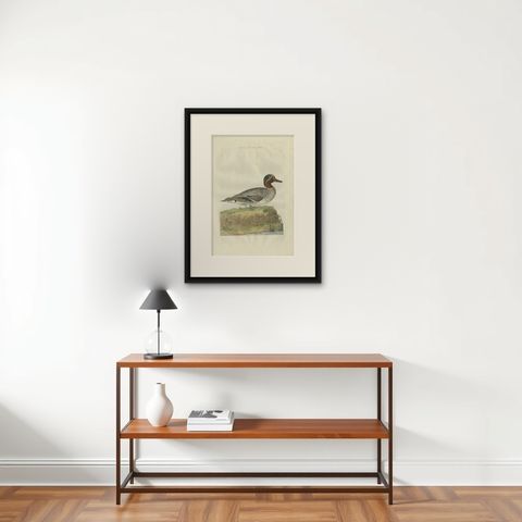 Male Eurasian Teal, Antique Dutch Bird Print by Sepp & Nozeman, 1789, shown framed on a wall
