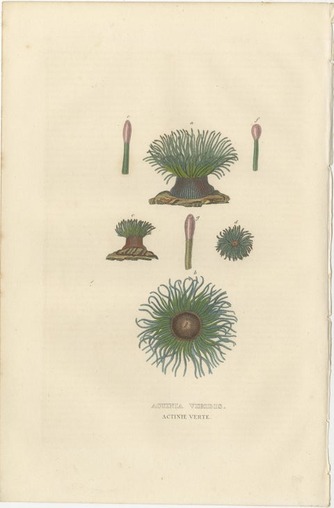 19th Century Snakelocks Anemone Antique Engraving Original Handcoloring, 1845, view 2