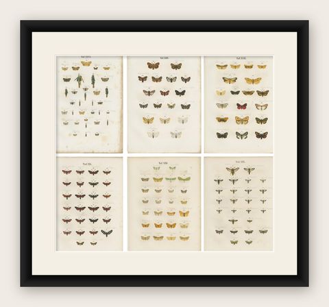 Set of 6 Antique Prints of Various Butterflies and Moths by Ramann, circa 1870, shown framed