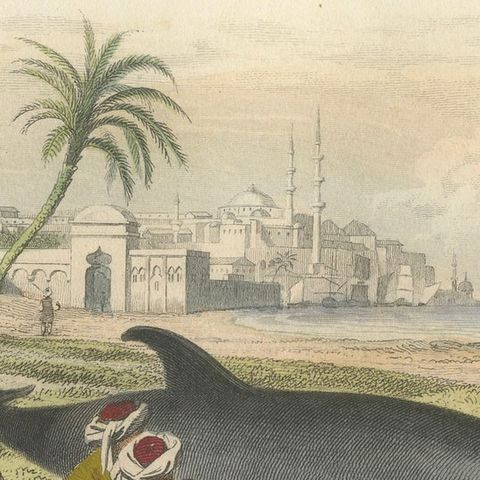 Le Dauphin Vulgaire (Common Dolphin), Hand-Colored Engraving, 1840, close-up 4