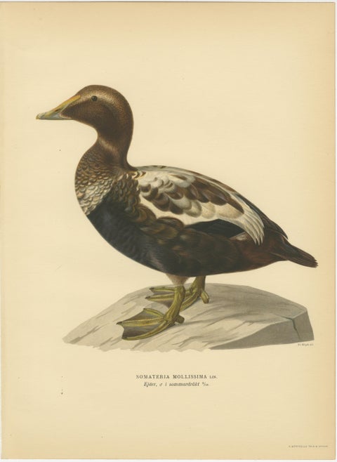 Antique Eider Duck Lithographs Set of 4, Somateria mollissima, Sweden 1929, view 4