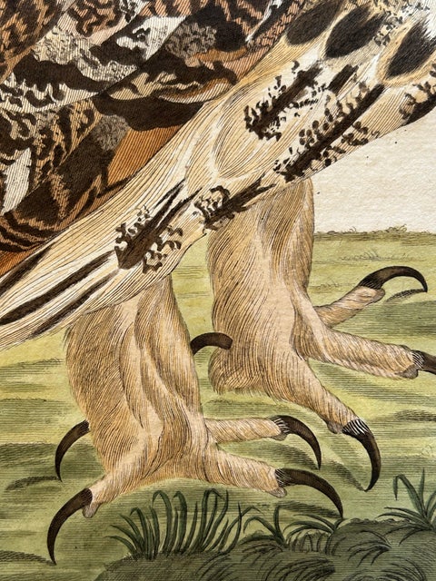 Strix Otus, Antique Long-Eared Owl Print by Nozeman & Sepp, 1809, view 9