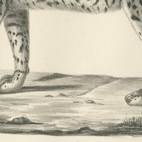 19th-Century Lithograph of the Leopard in a Graceful Standing Pose, close-up 6