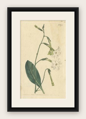 Antique Print of Nicotiana Undulata or New-Holland Tobacco Plant, 1803, shown framed