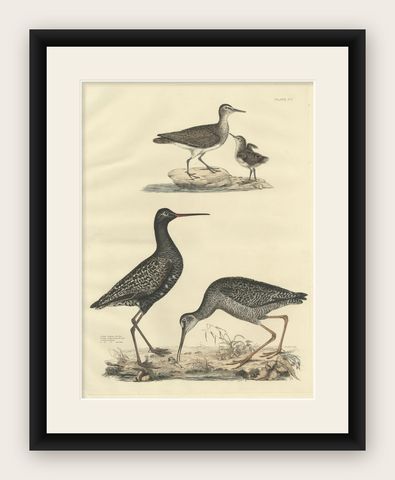 "Plate XV: The Sandpipers - A Study in Seasonal and Developmental Plumage, 1826, shown framed