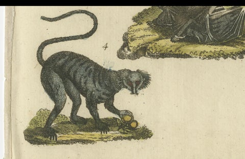 Hand Colored Antique Print of Lemurs and the extinct Mauritian Flying Fox, 1820, close-up 2