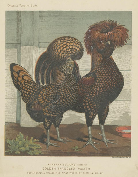 Antique Print of Golden Spangled Polish Chicken by Cassell (c.1880), close-up 1