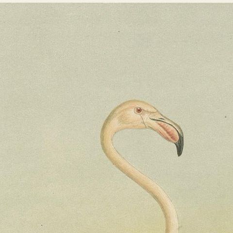 Antique Chromolithograph of Flamingos, Phoenicopterus roseus, c.1890, close-up 6