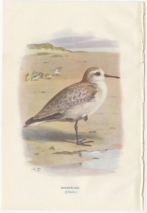 Set of 4 Antique Bird Prints Oyster Catcher, Gull, Sanderling, Auk, 1901, view 5