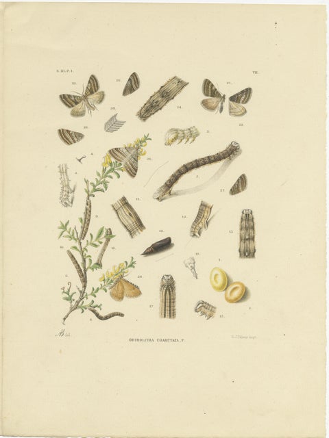 Antique Moth Pair Xylina Lambda Ortholithia by Sepp & Brants - Handcolor, 1905, view 3