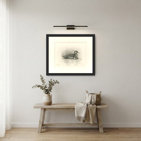 Female Teal with Two Downy Young, Plate CLXXVII after Lilian Medland, c. 1909, shown framed in a room