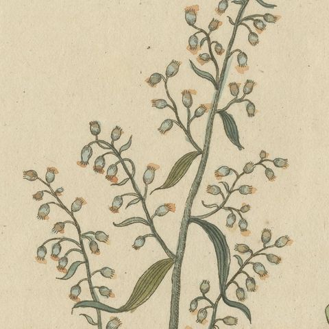 Yellow Crucifer and Slender Flowering Herb, Antique Bertuch Print, circa 1805, close-up 5