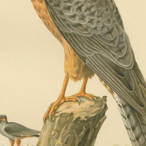 Antique Bird Print of the Red-Footed Falcon by Von Wright, 1929, close-up 2