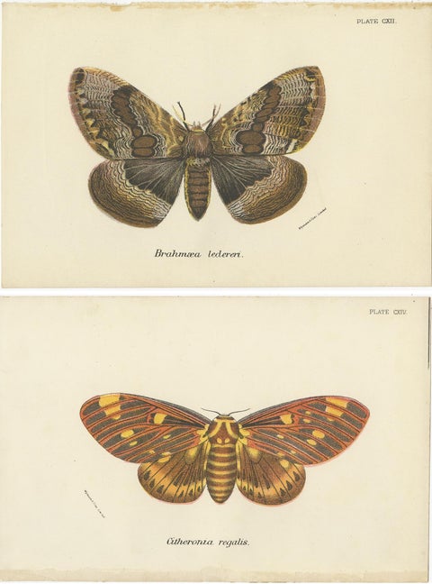 Set of 2 Antique Prints of Moths by Lloyd 'circa 1897', view 4