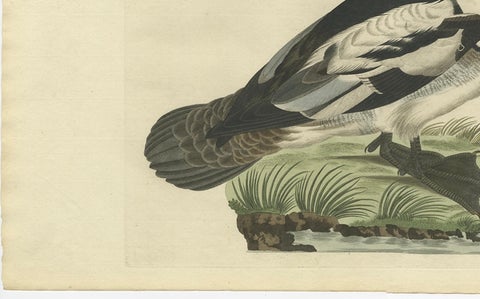 Smew Duck, Antique Dutch Bird Print by Sepp & Nozeman, Hand-Colored, circa 1809, close-up 3