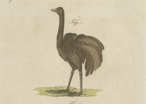 Antique Greater Rhea & Black Swan Engraving, Bertuch, 1798, close-up 3