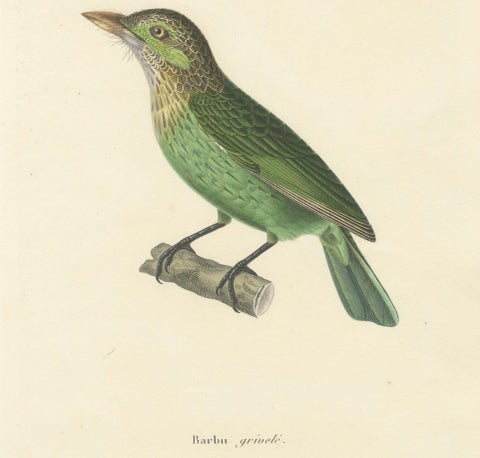 19th Century Ornithological Illustration of the Streaked Barbet (Barbu grivelé), close-up 3