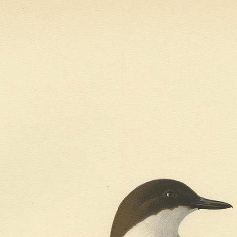 Antique Bird Print of The White-throated Dipper by Von Wright, 1927, close-up 1