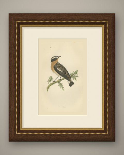 Whinchat on a Conifer Twig, Hand Colored Wood Engraving, Morris, 1896, shown framed
