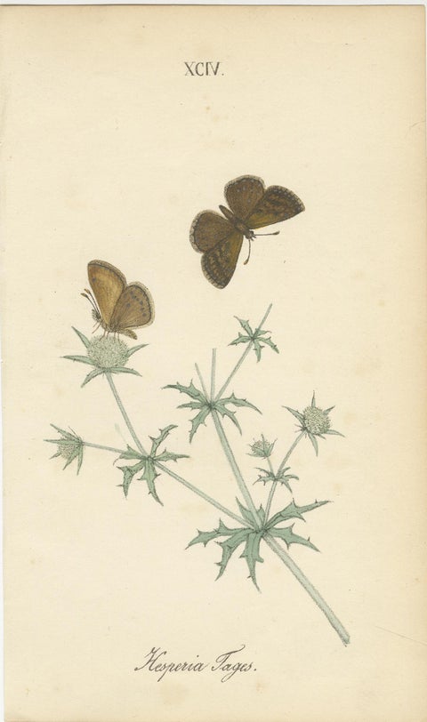 Cabinet-Size British Butterfly Engravings by Jardine & Lizars, 1835, view 5