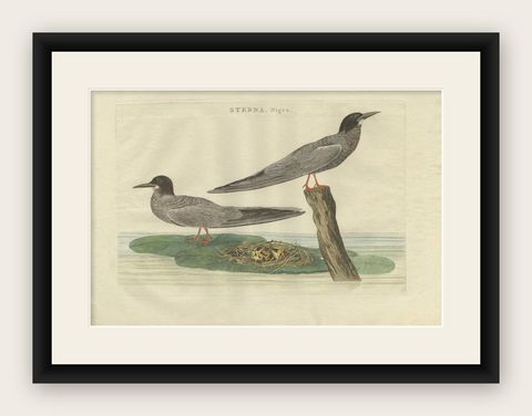 Antique Bird Print of the Black Tern by Sepp & Nozeman, 1789, shown framed