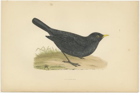 Blackbird on Grassy Ground, Antique Hand Colored Bird Print, Morris, 1896, view 2
