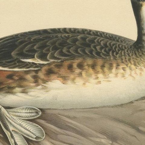 Antique Bird Print of the Great Crested Grebe by Von Wright, '1929', close-up 2
