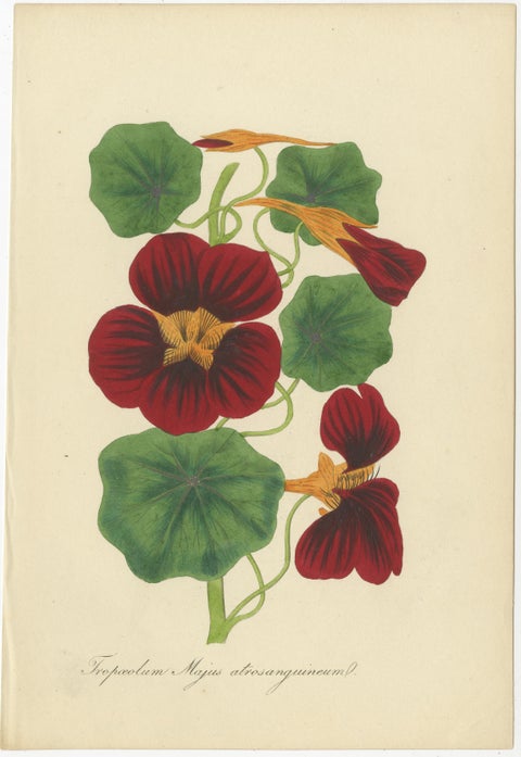 Vibrant Botanical Chromolithographs: A Showcase of Exotic Blooms, 1875, view 4