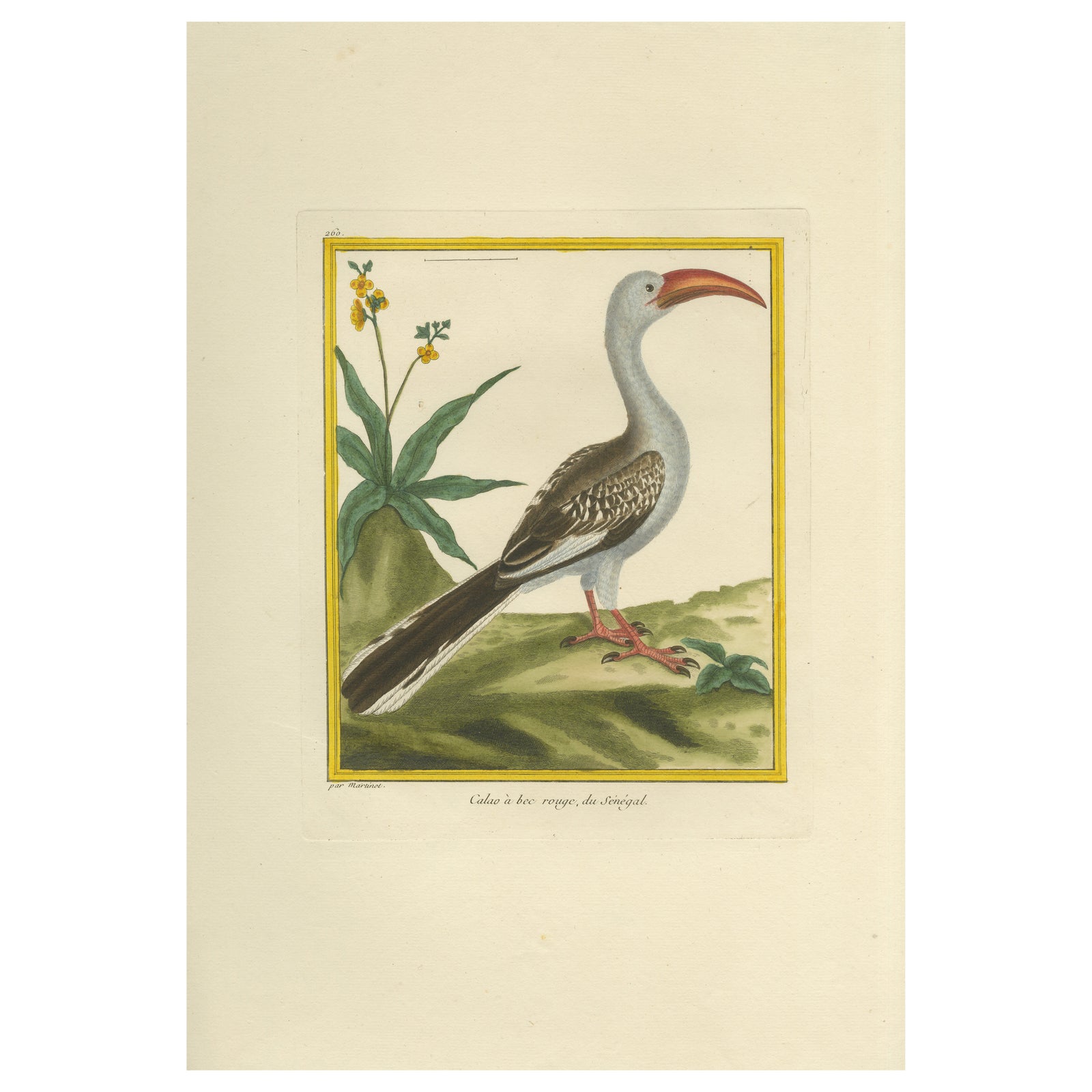 Original Antique Hand-Colored Engraving of the Red-billed Hornbill, circa 1770