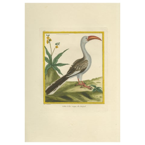 Original Antique Hand-Colored Engraving of the Red-billed Hornbill, circa 1770