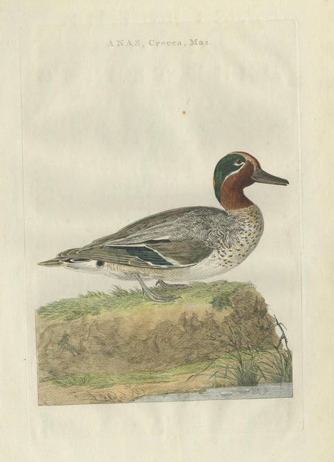 Male Eurasian Teal, Antique Dutch Bird Print by Sepp & Nozeman, 1789, close-up 1
