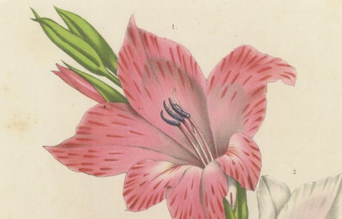 Vibrant Blooms of Sword Lily: Gladiolus Gandavensis Botanical Illustration, 1855, close-up 1