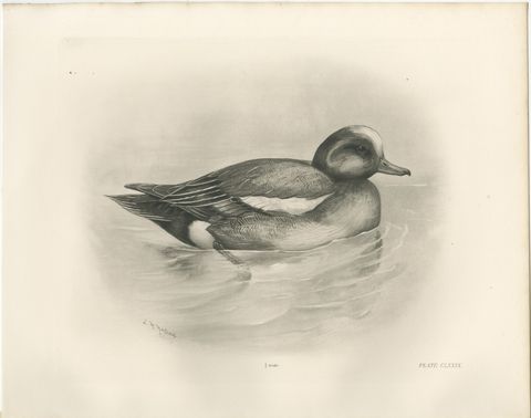 Wigeon, Antique Bird Print after Lilian Medland, circa 1909, view 2