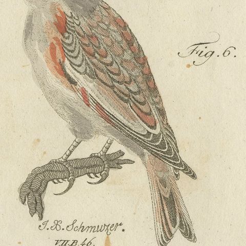Yellowhammer, Ortolan and Buntings, Antique Bertuch Print, Vienna, circa 1805, close-up 3