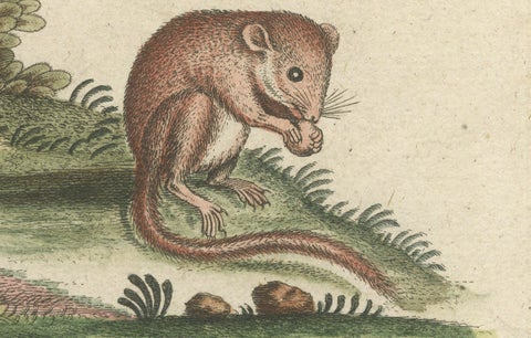 Hand-Colored Engraving of Hummingbirds and Dormouse by Seligmann, ca.1770, close-up 2