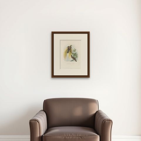 Greater Bird of Paradise Male & Female Hand-Colored Lithograph, c.1875, shown framed on a wall