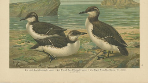 Seabirds on a Northern Shore, Elegant Antique Guillemots Chromolithograph, 1880, close-up 4