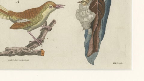 Antique Lyrebird & Tailorbird Engraving, Bertuch, 1796, close-up 5